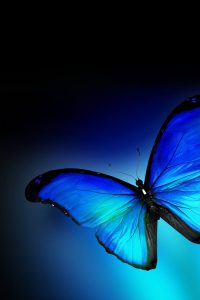 vivid blue butterfly with wings open