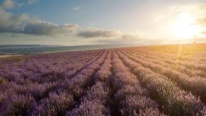 view across lavender field at dawn