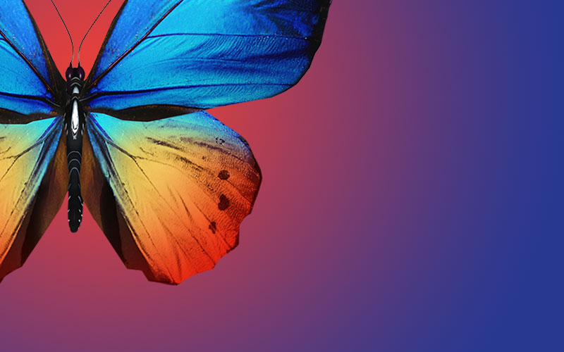 colourful butterfly with open wings